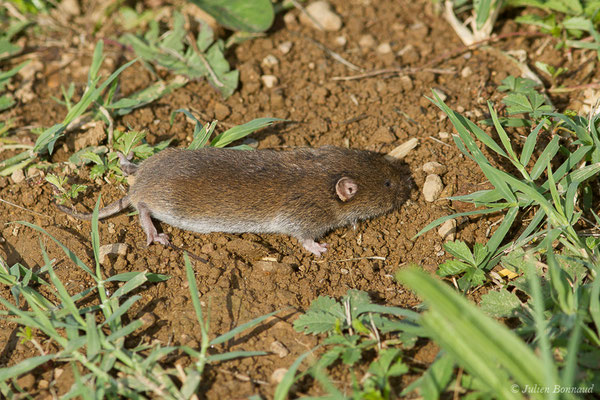 Campagnol agreste — Microtus agrestis (Linnaeus, 1760), (Parbayse (64), France, le 10/07/2019)