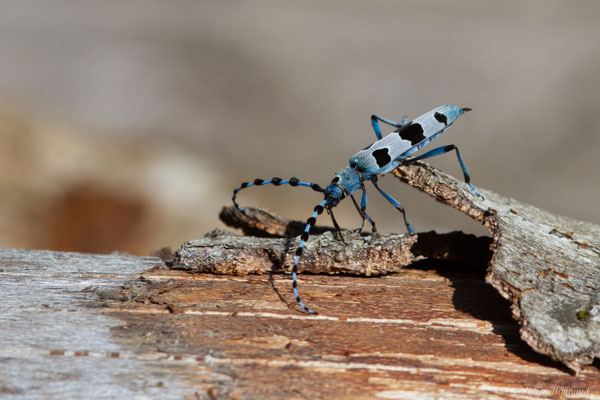 Rosalie des Alpes — Rosalia alpina (Linnaeus, 1758), (Bedous (64), France, le 03/08/2025)