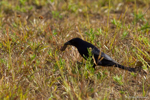 Vacher luisant (Molothrus bonariensis) (mâle adulte) (Centre Spatial Guyanais, Kourou, le 22/09/2017)
