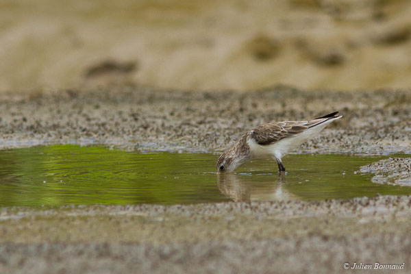 Bécasseau semipalmé — Calidris pusilla (Linnaeus, 1766), (adulte, plumage internuptial), (Route des plages, Remire-Montjoly, Guyane, le 29/03/2017)