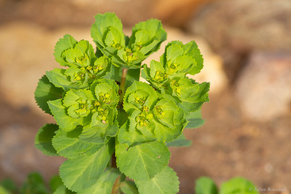 Euphorbe réveil matin — Euphorbia helioscopia L., 1753, (Ouzoud (Béni Mellal-Khénifra), Maroc, le 21/02/2023)