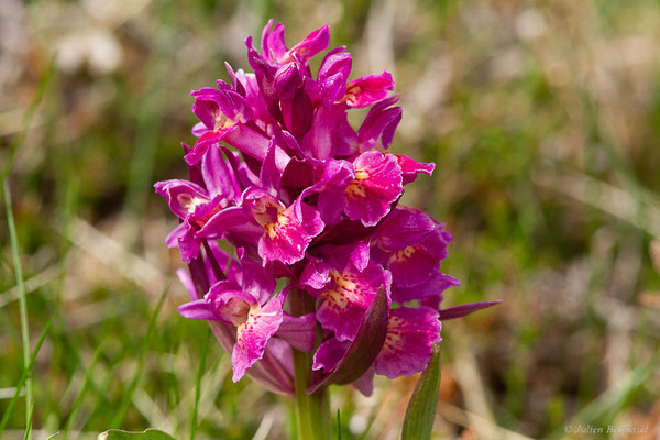 Orchis sureau — Dactylorhiza sambucina (L.) Soó, 1962