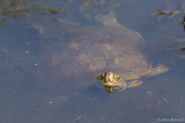 Émyde lépreuse — Mauremys leprosa (Schweigger, 1812), (Parc national de Doñana, El Rocio (Andalousie), Espagne, le 07/08/2020)