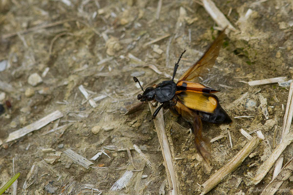 Nécrophore des agarics (Nicrophorus vespilloides) (Accous (64), France, le 21/05/2019)