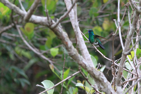Colibri à menton bleu ou Émeraude à menton bleu — Chlorestes notata (G. C. Reich, 1793), (Savane de Corossony, Sinnamary, Guyane, le 06/04/2016)