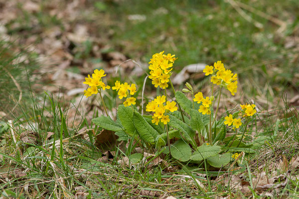 Coucou, Primevère officinale – Primula veris L., 1753, (fort du Portalet, Etsaut (64), France, le 27/03/2021)