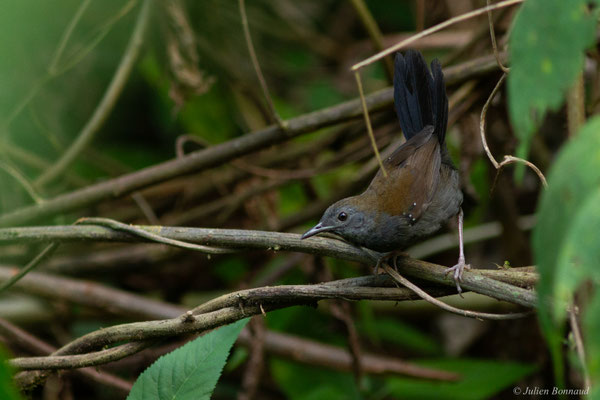 Alapi de Buffon — Myrmophylax atrothorax (Boddaert, 1783), (Citron, Guyane, le 13/10/2016)