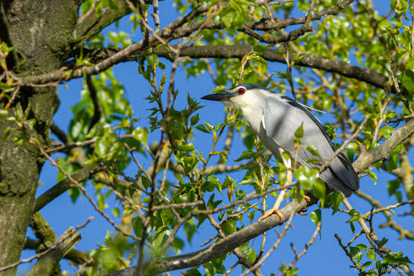 Bihoreau gris — Nycticorax nycticorax (Linnaeus, 1758)
