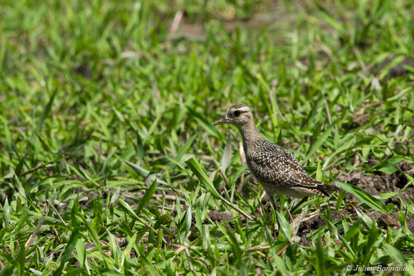 Pluvier bronzé – Pluvialis dominica (Müller, PLS, 1776), (la Césarée, Guyane, le 29/09/2017)
