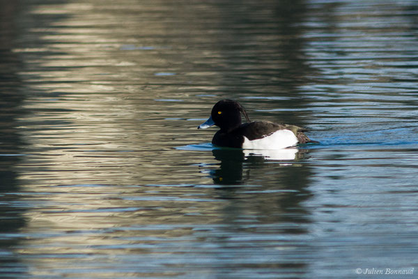 Fuligule morillon — Aythya fuligula (Linnaeus, 1758), (mâle en plumage nuptial) (Saligue d'Artix (64), France, le 05/01/2019)