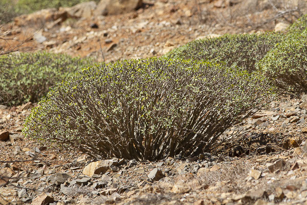 Euphorbe balsamifère – Euphorbia balsamifera Ait., (Fuerteventura, (Iles Canaries, Espagne), le 13-20/02/2022)