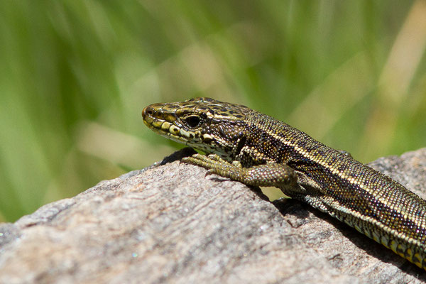 Lézard d'Aurelio — Iberolacerta aurelioi (Arribas, 1994)