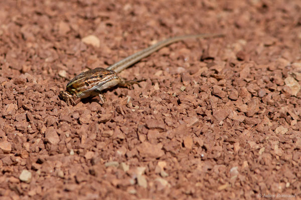 Psammodrome d'Edwards — Psammodromus edwarsianus (An. Dugès, 1829), (Lac du Salagou, Clermont-l'Hérault (34), France, le 02/05/2025)