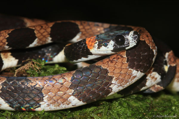 Dipsas à nuque rousse — Dipsas catesbyi (Sentzen, 1796), (Crique Gervais, Saint-Laurent-du-Maroni, Guyane, le 17/03/2016)