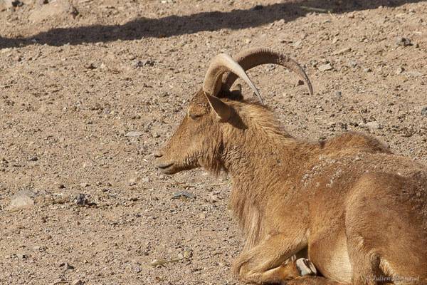Mouflon à manchettes — Ammotragus lervia (Pallas, 1777), (Oasis Park, Fuerteventura, (Iles Canaries, Espagne), le 16/02/2022)