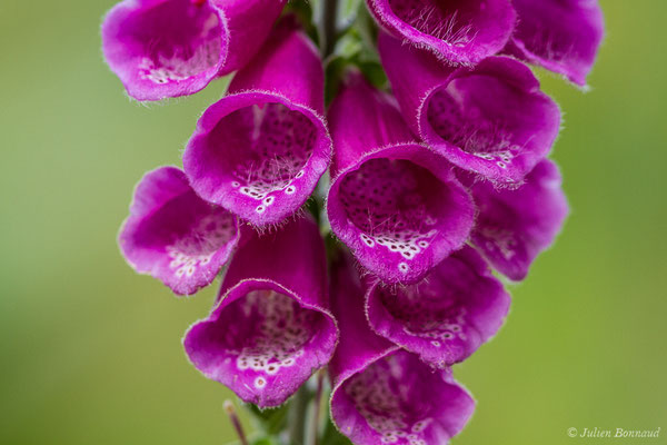 Digitale pourpre, Gantelée (Digitalis purpurea) (lac d'Ayous, Laruns (64), France, le 13/07/2019)