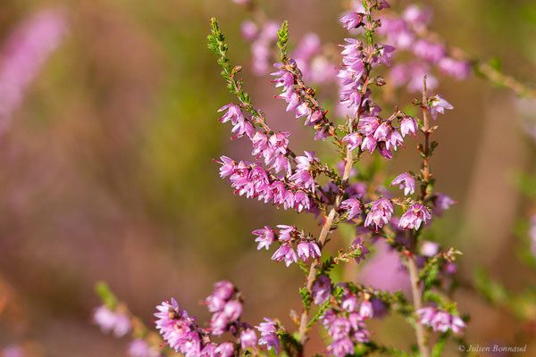 Callune commune — Calluna vulgaris (L.) Hull, 1808, (Mont-de-Marsan (40), France, le 07/10/2022)