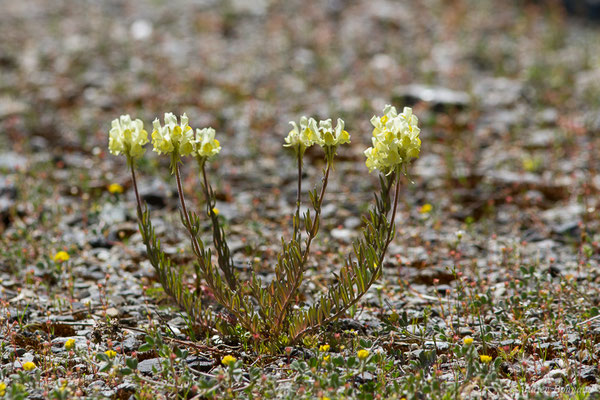 Linaire commune — Linaria vulgaris Mill., 1768, (Etsaut (64), France, le 29/04/2019)