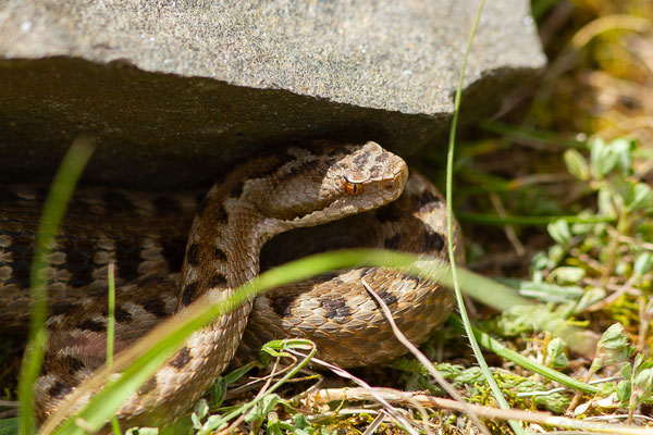 Vipère aspic de Zinniker – Vipera aspis zinnikeri (Kramer, 1958), (Borce (64), France, le 18/05/2024)