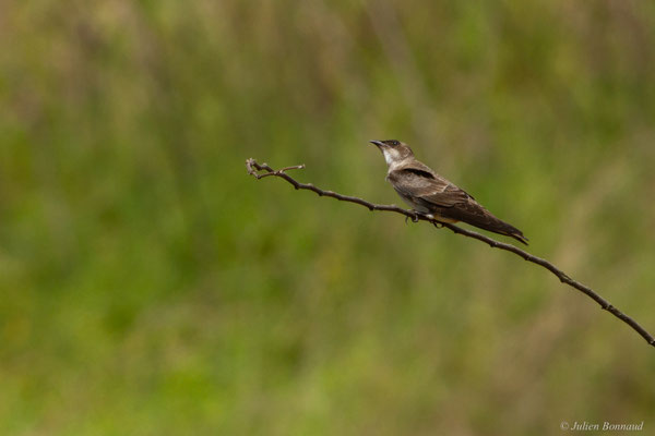 Hirondelle tapère — Progne tapera (Linnaeus, 1766)