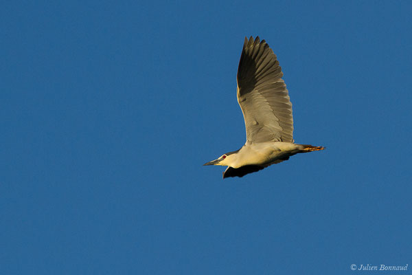 Bihoreau gris — Nycticorax nycticorax (Linnaeus, 1758)
