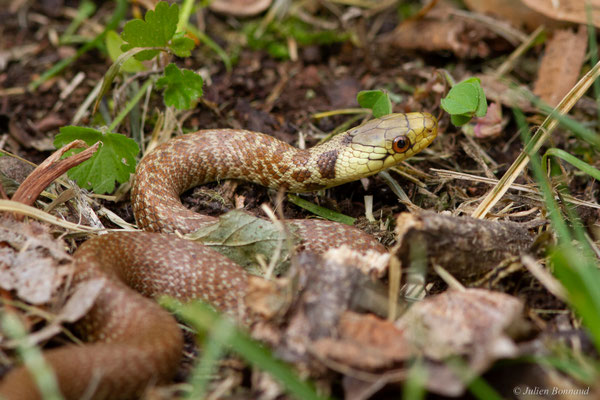 Couleuvre d'Esculape — Zamenis longissimus (Laurenti, 1768)