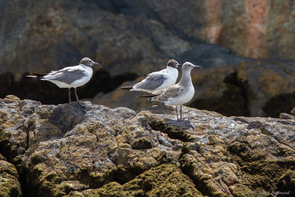 Mouette atricille — Leucophaeus atricilla (Linnaeus, 1758)