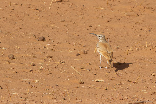 Sirli du désert — Alaemon alaudipes (Desfontaines, 1789), (Parc national d'Iriqui (Souss-Massa-Draâ, Guelmim-Es Semara), Maroc, le 12/02/2023)