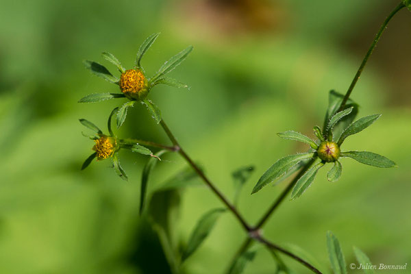 Bident feuillé ou Bident à fruits noirs ou Bident feuillu — Bidens frondosa L., 1753, (Cabanac (65), France, le 17/09/2020)