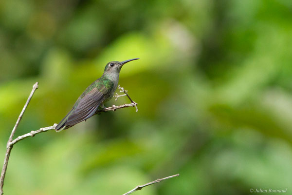 Campyloptère à ventre gris — Campylopterus largipennis (Boddaert, 1783)