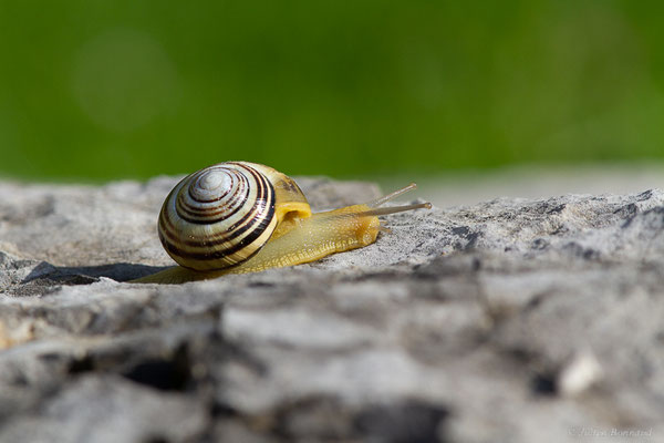 Escargot des jardins — Cepaea hortensis (O.F. Müller, 1774)