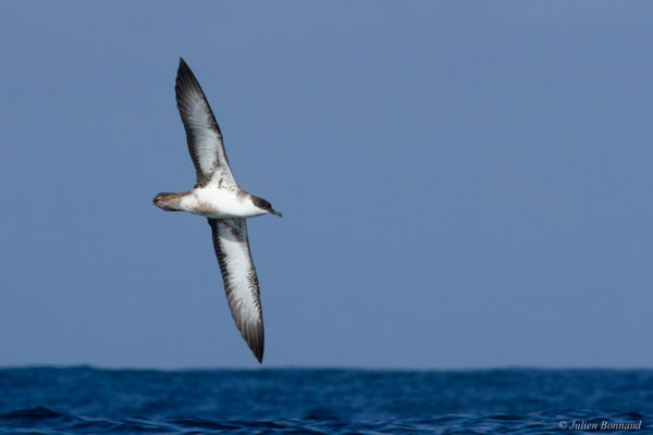 Puffin majeur — Ardenna gravis (O'Reilly, 1818)