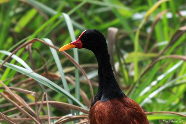 Jacana noir — Jacana jacana (Linnaeus, 1766)