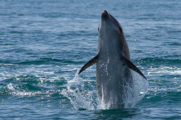 Grand dauphin (Tursiops truncatus) (Sagres (Vila do Bispo), Algarve (Portugal), le 31/08/2018)