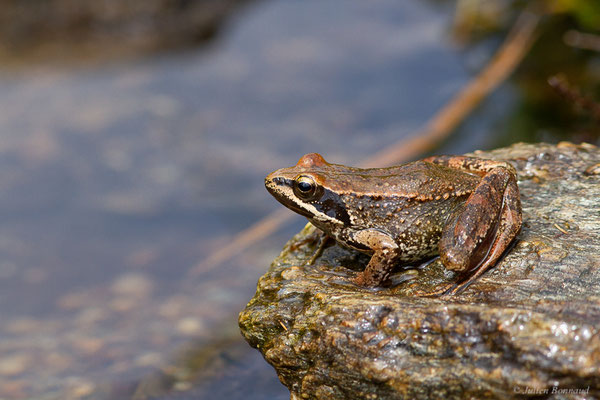 Grenouille Ibérique — Rana iberica Boulenger, 1879, (Parc naturel du lac de Sanabria (Zamora), Espagne, le 06/07/2022)