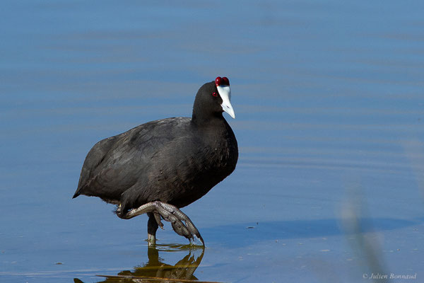 Foulque caronculée — Fulica cristata Gmelin, 1789, (Kenitra (Rabat-Salé-Kénitra), Maroc, le 20/01/2023)