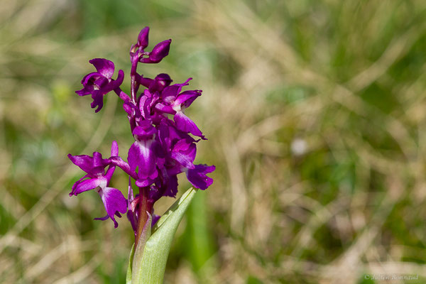 Orchis mâle — Orchis mascula (L.) L., 1755, (Station de ski de La Pierre Saint-Martin, Arette (64), France, le 30/05/2022)