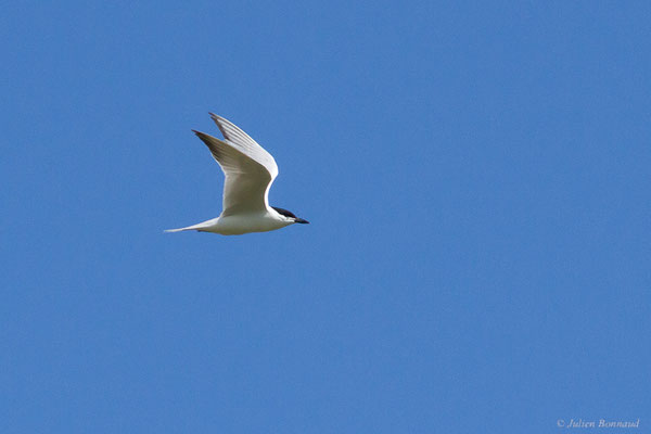 Sterne hansel — Gelochelidon nilotica (Gmelin, 1789), (Parc Natural del Delta de l'Ebre, Tarragone, Espagne, le 05/06/2022)