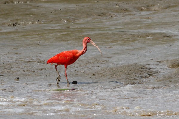 Ibis rouge — Eudocimus ruber (Linnaeus, 1758), (Dégrad des Cannes, Remire-Montjoly, Guyane, le 08/11/2015)