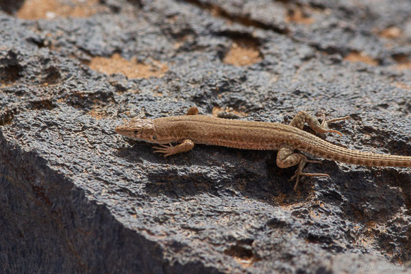 Eremias à gouttelettes — Mesalina guttulata (Lichtenstein, 1823), (Parc national d'Iriqui (Souss-Massa-Draâ, Guelmim-Es Semara), Maroc, le 12/02/2023)