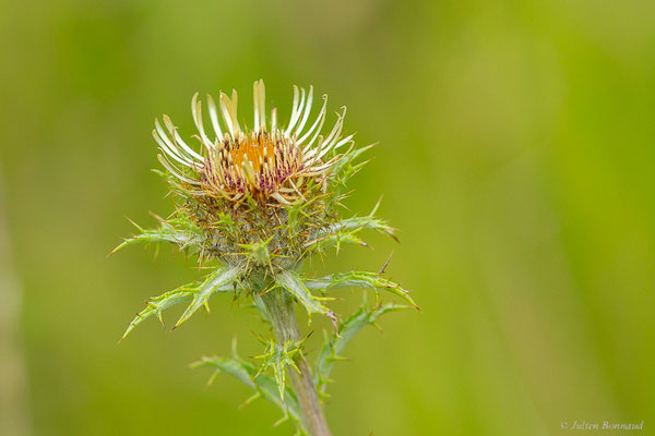 Carline commune — Carlina vulgaris L., 1753, (Monein (64), France, le 05/09/2023)