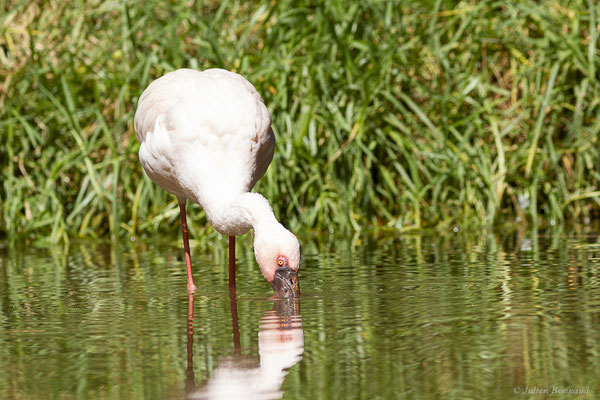 Flamant nain – Phoeniconaias minor (É. Geoffroy Saint-Hilaire, 1798), (Oasis Park, Fuerteventura, Iles Canaries (Espagne), le 16/02/2022)