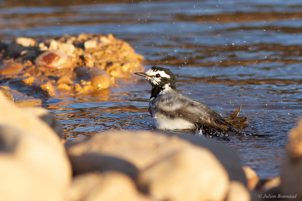 Bergeronnette grise — Motacilla alba Linnaeus, 1758, (Tafedna, (Marrakech-Tensift-Al Haouz), Maroc, le 25/01/2023)