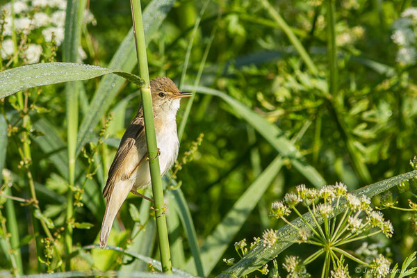 Rousserolle effarvatte — Acrocephalus scirpaceus (Hermann, 1804), (Urt (64), France, le 19/05/2020)
