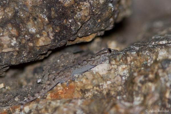 Tarente de Maurétanie — Tarentola mauritanica (Linnaeus, 1758), (Bonifacio (2A), Corse (France), le 05/09/2019)