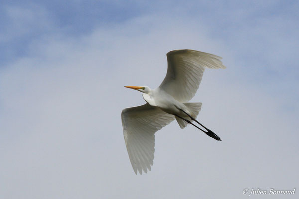 Grande Aigrette — Ardea alba Linnaeus, (Matiti, Guyane, le 15/04/2016)