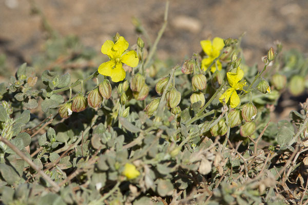 Hélianthème des Canaries — Helianthemum canariense (Jacq.) Pers., 1806