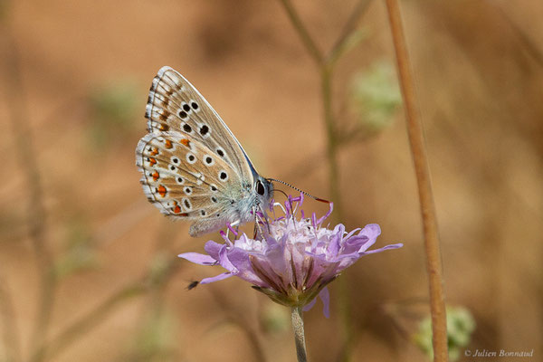 Azuré bleu-céleste, Bel-Argus, Argus bleu céleste — Lysandra bellargus (Rottemburg, 1775), (Castille-et-León, Espagne, le 04/07/2022)