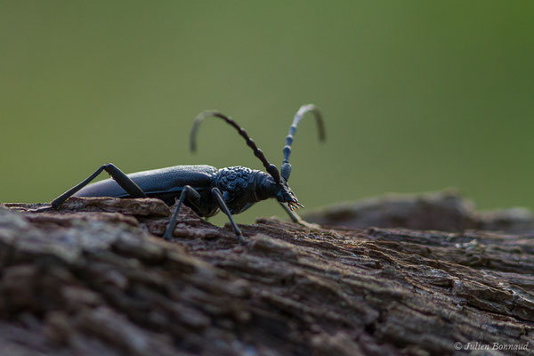 Grand Capricorne — Cerambyx cerdo Linnaeus, 1758, (Parbayse (64), France, le 30/06/2019)