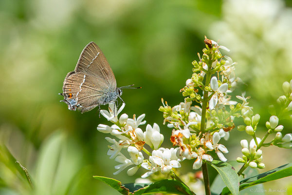 Thécla des Nerpruns — Satyrium spini (Denis & Schiffermüller, 1775), (Fort du Portalet, Etsaut (64), France, le 23/06/2023)